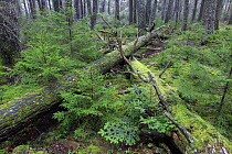 Fallen trees in old-growth forest, Kejimkujik National Park, Nova Scotia, Canada