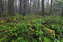 Berries in old-growth forest, Kejimkujik National Park, Nova Scotia, Canada