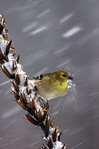 American Goldfinch (Carduelis tristis) in snowstorm being hit by a chunk of snow, Nova Scotia, Canada