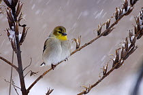 American Goldfinch (Carduelis tristis) in snowstorm, Nova Scotia, Canada