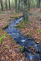 Stream in Kejimkujik National Park, Nova Scotia, Canada