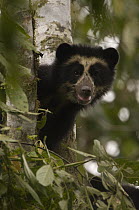 Spectacled Bear (Tremarctos ornatus) cub, Maquipucuna Nature Reserve, Ecuador
