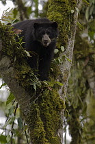 Spectacled Bear (Tremarctos ornatus) adolescent male feeding on fruiting tree, Maquipucuna Nature Reserve, Ecuador
