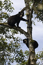 Spectacled Bear (Tremarctos ornatus) female and cub in tree, Maquipucuna Nature Reserve, Ecuador