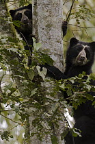 Spectacled Bear (Tremarctos ornatus) female and cub in tree, Maquipucuna Nature Reserve, Ecuador