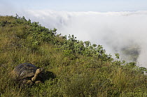 Volcan Alcedo Giant Tortoise (Chelonoidis nigra vandenburghi) on rim of Alcedo Volcano, Isabella Island, Galapagos Islands, Ecuador