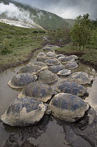 Volcan Alcedo Giant Tortoise (Chelonoidis nigra vandenburghi) group in wallow, Alcedo Volcano crater floor, Isabella Island, Galapagos Islands, Ecuador
