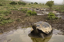 Volcan Alcedo Giant Tortoise (Chelonoidis nigra vandenburghi) in wallow, Alcedo Volcano crater floor, Isabella Island, Galapagos Islands, Ecuador