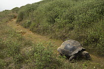 Volcan Alcedo Giant Tortoise (Chelonoidis nigra vandenburghi) on rim of volcano, Alcedo Volcano, Isabella Island, Galapagos Islands, Ecuador