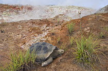 Volcan Alcedo Giant Tortoise (Chelonoidis nigra vandenburghi) and steaming fumaroles, Alcedo Volcano crater floor, Isabella Island, Galapagos Islands, Ecuador