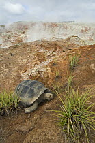 Volcan Alcedo Giant Tortoise (Chelonoidis nigra vandenburghi) and fumaroles, Alcedo Volcano crater floor, Isabella Island, Galapagos Islands, Ecuador