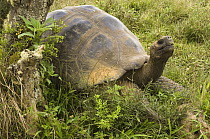 Volcan Alcedo Giant Tortoise (Chelonoidis nigra vandenburghi), Alcedo Volcano, Isabella Island, Galapagos Islands, Ecuador