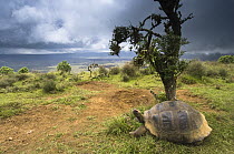Volcan Alcedo Giant Tortoise (Chelonoidis nigra vandenburghi) on rim of volcano, Alcedo Volcano, Isabella Island, Galapagos Islands, Ecuador