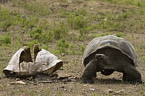 Volcan Alcedo Giant Tortoise (Chelonoidis nigra vandenburghi) and carapace of a dead tortoise, Alcedo Volcano crater floor, Isabella Island, Galapagos Islands, Ecuador