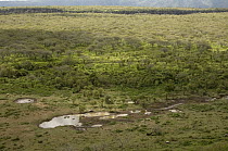 Volcan Alcedo Giant Tortoise (Chelonoidis nigra vandenburghi), wallow on floor of Alcedo Volcano crater, Isabella Island, Galapagos Islands, Ecuador