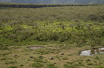 Volcan Alcedo Giant Tortoise (Chelonoidis nigra vandenburghi) group, Alcedo Volcano crater floor, Isabella Island, Galapagos Islands, Ecuador