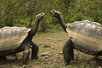 Volcan Alcedo Giant Tortoise (Chelonoidis nigra vandenburghi) pair showing aggression, Alcedo Volcano crater floor, Isabella Island, Galapagos Islands, Ecuador