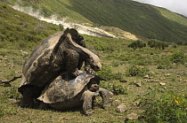 Volcan Alcedo Giant Tortoise (Chelonoidis nigra vandenburghi) pair mating, Alcedo Volcano crater floor, Isabella Island, Galapagos Islands, Ecuador