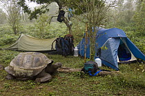 Volcan Alcedo Giant Tortoise (Chelonoidis nigra vandenburghi) in campsite, Alcedo Volcano crater floor, Isabella Island, Galapagos Islands, Ecuador