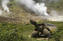 Volcan Alcedo Giant Tortoise (Chelonoidis nigra vandenburghi) and steam vent, Alcedo Volcano crater floor, Isabella Island, Galapagos Islands, Ecuador