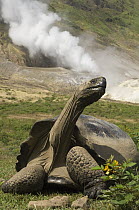 Volcan Alcedo Giant Tortoise (Chelonoidis nigra vandenburghi) and steam vent, Alcedo Volcano crater floor, Isabella Island, Galapagos Islands, Ecuador