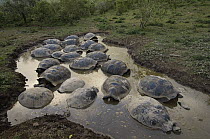 Volcan Alcedo Giant Tortoise (Chelonoidis nigra vandenburghi) group in wallow, Alcedo Volcano crater floor, Isabella Island, Galapagos Islands, Ecuador