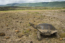 Volcan Alcedo Giant Tortoise (Chelonoidis nigra vandenburghi), Alcedo Volcano crater floor, Isabella Island, Galapagos Islands, Ecuador