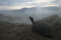 Volcan Alcedo Giant Tortoise (Chelonoidis nigra vandenburghi), Alcedo Volcano crater floor, Isabella Island, Galapagos Islands, Ecuador