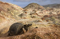 Volcan Alcedo Giant Tortoise (Chelonoidis nigra vandenburghi) and fumaroles, Alcedo Volcano crater floor, Isabella Island, Galapagos Islands, Ecuador
