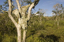 Feral goat skull hanging in tree in transition zone on Alcedo Volcano, Isabella Island, Galapagos Islands, Ecuador