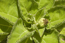 Scalesia (Scalesia affinis), Isabella Island, Galapagos Islands, Ecuador