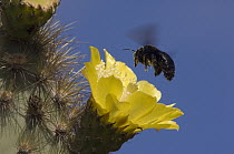 Galapagos Carpenter Bee (Xylocopa darwini) female feeding on cactus flower, Alcedo Volcano, Isabella Island, Galapagos Islands, Ecuador