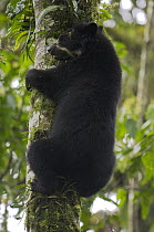 Spectacled Bear (Tremarctos ornatus) adolescent male feeding on fruiting tree, Maquipucuna Nature Reserve, Ecuador