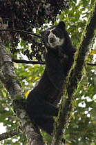 Spectacled Bear (Tremarctos ornatus) female, Maquipucuna Nature Reserve, Ecuador