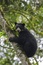Spectacled Bear (Tremarctos ornatus) adolescent male, Maquipucuna Nature Reserve, Ecuador