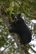 Spectacled Bear (Tremarctos ornatus) adolescent male, Maquipucuna Nature Reserve, Ecuador
