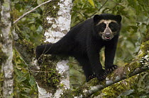 Spectacled Bear (Tremarctos ornatus) cub, Maquipucuna Nature Reserve, Ecuador