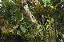 Epiphytes in cloud forest, Maquipucuna Nature Reserve, Ecuador