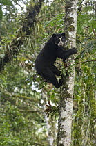 Spectacled Bear (Tremarctos ornatus) climbing on tree trunk, Maquipucuna Nature Reserve, Ecuador