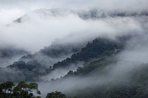 Cloud forest, Maquipucuna Nature Reserve, Ecuador