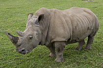 White Rhinoceros (Ceratotherium simum), native to Africa