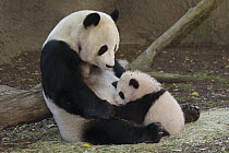 Giant Panda (Ailuropoda melanoleuca) mother and cub, native to China