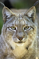 Eurasian Lynx (Lynx lynx), native to Europe