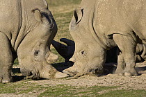 White Rhinoceros (Ceratotherium simum) pair fighting, native to Africa