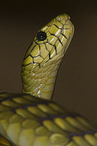 Green Mamba (Dendroaspis viridis) snake is the largest venomous snake in Africa, native to Africa