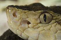 Brazilian Lancehead (Bothrops moojeni) snake showing nostril and pit sensory organ, native to South America