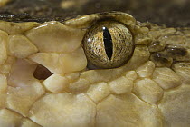 Brazilian Lancehead (Bothrops moojeni) snake showing eye and pit sensory organ, native to South America