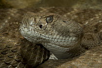 Red Rattlesnake (Crotalus ruber) portrait showing eye and pit sensory organ, native to North America