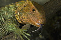 Guyana Caiman Lizard (Dracaena guianensis) flicking forked tongue, native to South America