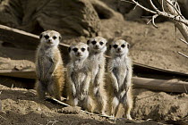 Meerkat (Suricata suricatta) group of four standing in a line, native to Africa